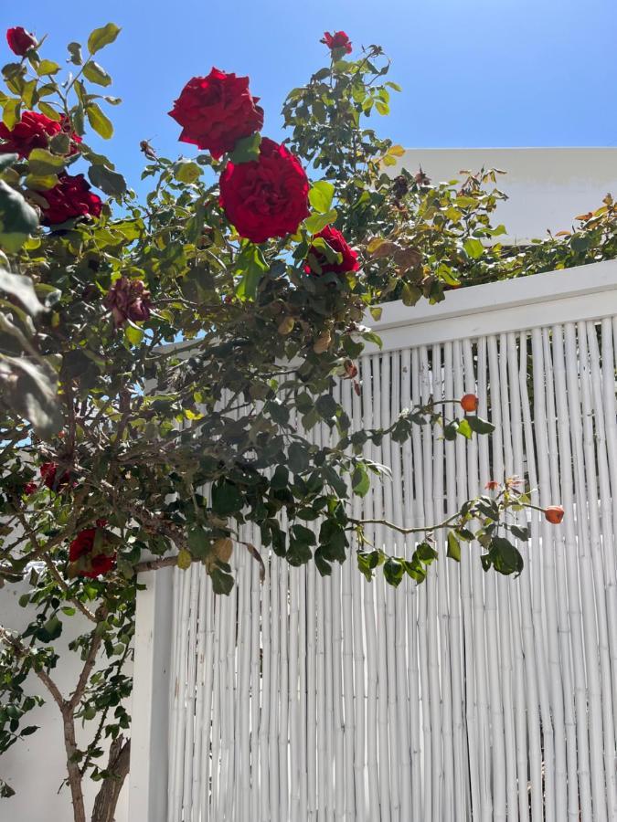 Aleria Naxos City